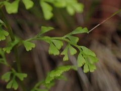 Lindsaea microphylla