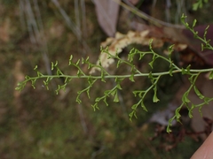 Lindsaea microphylla