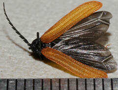 Trichalus semicostatus