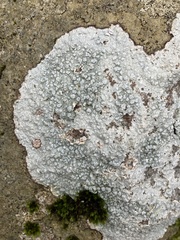 Pertusaria plittiana