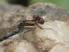 Argia joergenseni