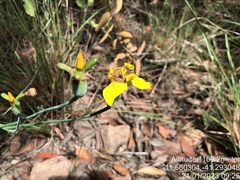 Trimezia juncifolia