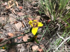 Trimezia juncifolia