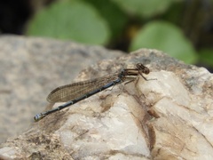 Argia joergenseni