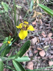 Trimezia juncifolia