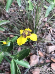 Trimezia juncifolia