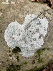 Pertusaria plittiana