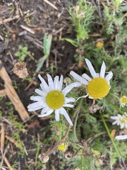 Tripleurospermum