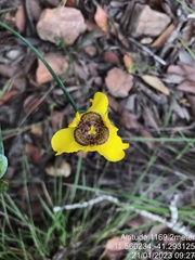 Trimezia juncifolia