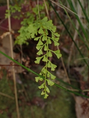 Lindsaea microphylla