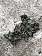 Phaeophyscia pusilloides