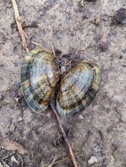 Truncilla donaciformis