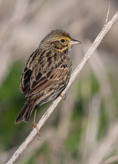 Passerculus sandwichensis beldingi