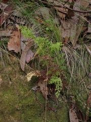 Lindsaea microphylla