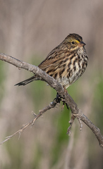 Passerculus sandwichensis beldingi