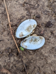 Truncilla donaciformis