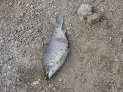 Prochilodus lineatus