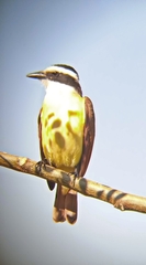 Pitangus sulphuratus