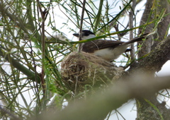 Xenopsaris albinucha