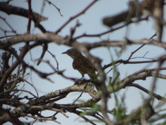 Schoeniophylax phryganophilus