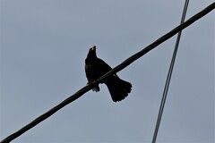 Turdus merula cabrerae