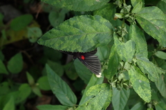Melanis cephise