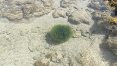 Bryopsis