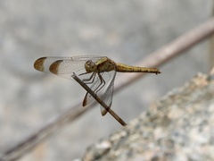 Erythrodiplax atroterminata