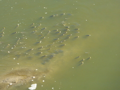 Prochilodus lineatus