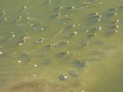 Prochilodus lineatus