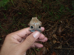 Physalaemus nattereri