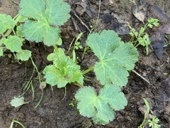 Sanicula crassicaulis