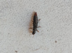 Platydracus scabrosus