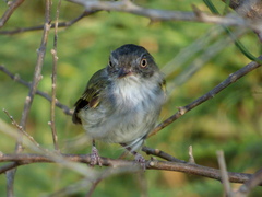 Hemitriccus margaritaceiventer