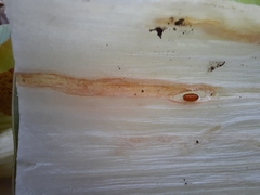 Phytomyza gymnostoma