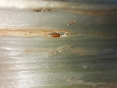 Phytomyza gymnostoma