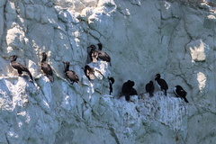 Leucocarbo magellanicus