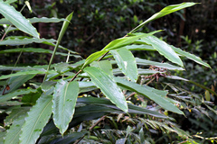 Alpinia caerulea