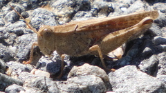 Calliptamus barbarus