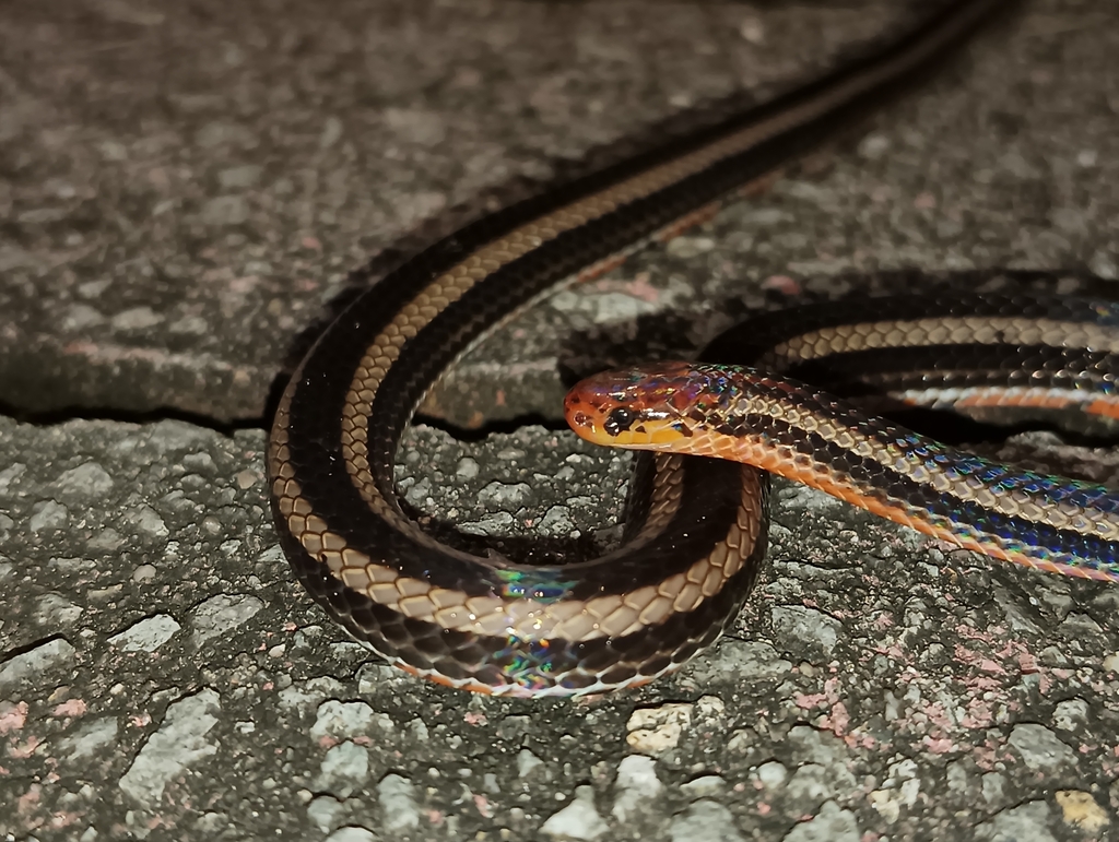 Banded Malaysian Coral Snake
