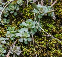 Sedum glaucophyllum