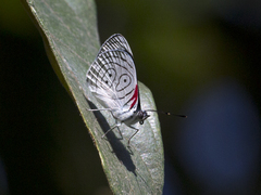 Diaethria