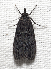 Scoparia anthracias