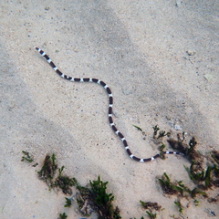 Leiuranus versicolor