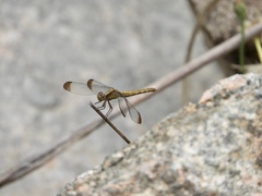 Erythrodiplax atroterminata