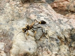 Sceliphron asiaticum
