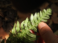 Blechnum hastatum
