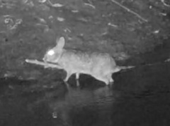 Sylvilagus aquaticus