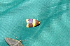 Heterallactis phlogozona