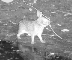 Sylvilagus aquaticus